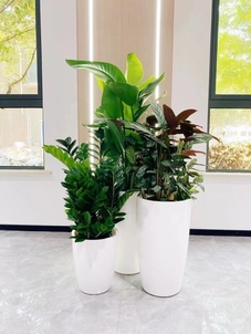 前湾植物租摆设计